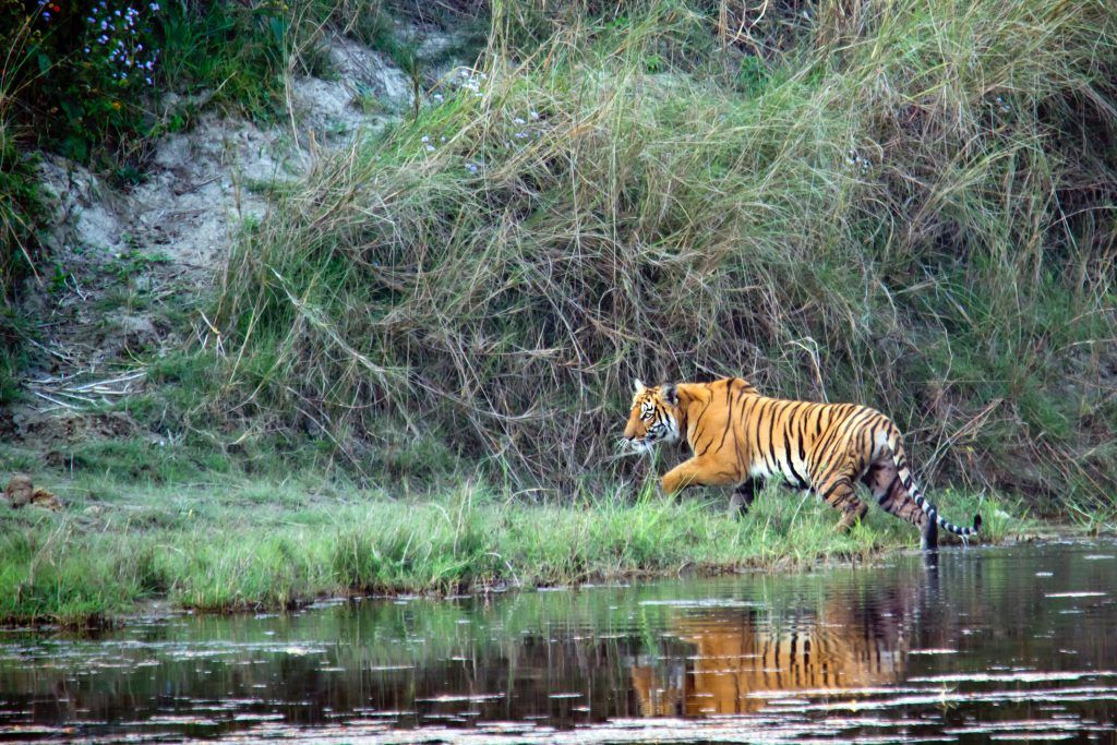Bardiya National Park